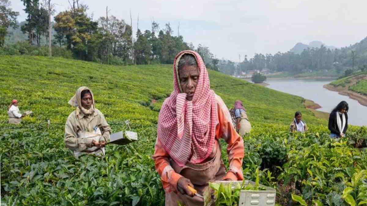 Budget Introduces Agriculture Cess Infrastructure & Development